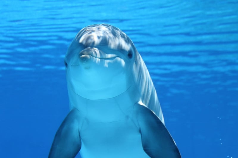 Marine Life Encounters